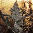 strain_tropicanna_cookies3jpg
