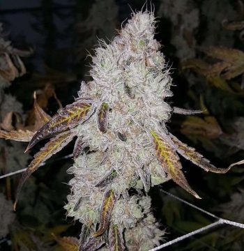 Love Cannabis - Wedding Cake - Autoflowering Cannabis Seeds