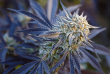 wedding-cake-auto-feminized-cannabis-seeds2jpg