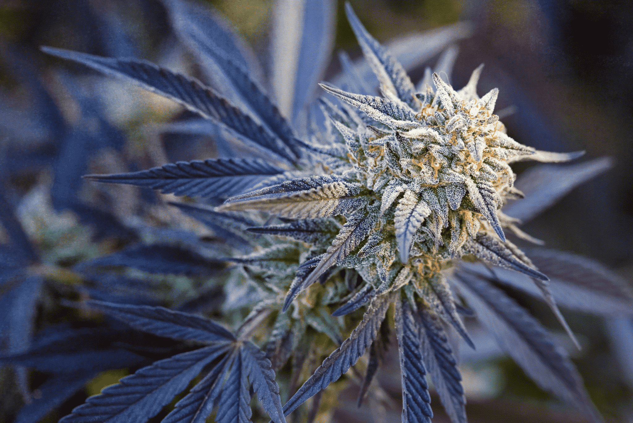 wedding-cake-auto-feminized-cannabis-seeds23jpgpng