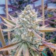 Love Cannabis - Wedding Cake - Feminized Cannabis Seeds