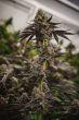 z-wonka-feminized-cannabis-seedspng