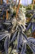 Love Cannabis - Z Wonka - Feminized Cannabis Seeds