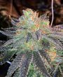 Love Cannabis - Zkittlez - Autoflowering Cannabis Seeds
