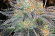 zkittlez-auto-feminized-cannabis-seedsjpg