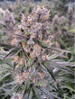 zkittlez-feminized-cannabis-seeds2jpg