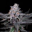 Love Cannabis - Zoap - Feminized Cannabis Seeds