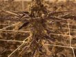 zoap-feminized-seeds-love-cannabisjpg