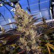 gmo-rainbowz-feminized-seeds2png
