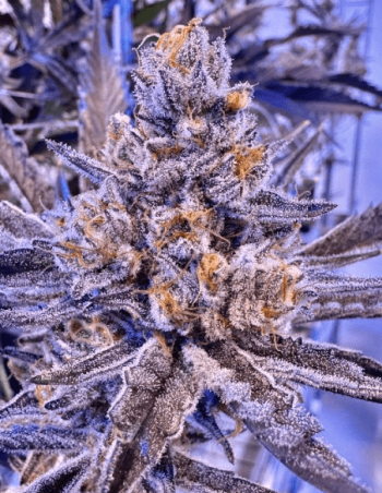 Love Cannabis - GMO Rainbowz - Feminized Cannabis Seeds