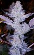 gmo-rainbowz-feminized-seeds2png
