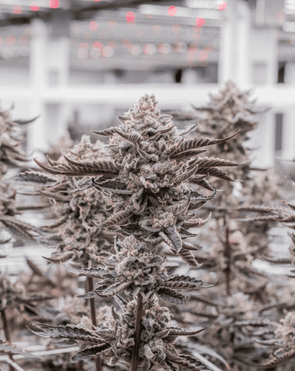 og-kush-triploid-feminized-seeds