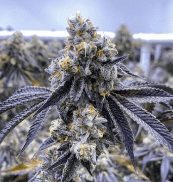 Love Cannabis - Orange Runtz Triploid - Feminized Cannabis Seeds