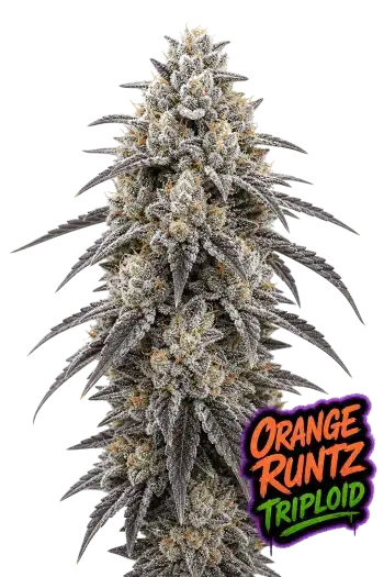Orange Runtz Triploid feminized cannabis seeds by Love Cannabis with dense frosted flowers and loud citrus candy terpenes