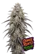 Orange Runtz Triploid feminized cannabis seeds by Love Cannabis with dense frosted flowers and loud citrus candy terpenes