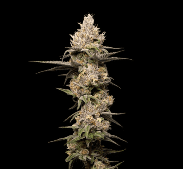 zookies-triploid-seeds