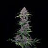 Buy NYC Vapor Feminized Cannabis Seeds