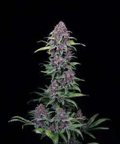 Buy NYC Vapor Feminized Cannabis Seeds