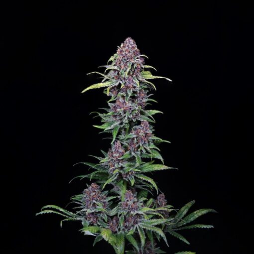 Buy NYC Vapor Feminized Cannabis Seeds