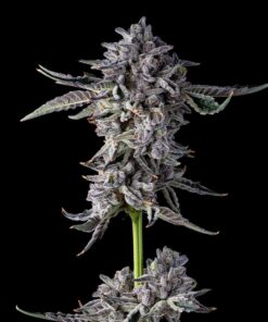 Candy Bezels Feminized Cannabis Seeds by Compound Genetics