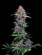 Buy NYC Vapor Feminized Cannabis Seeds
