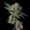 Glue 31 Feminized Cannabis Seeds