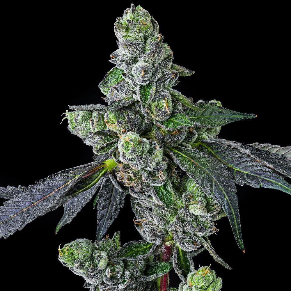 Goofiez² Feminized Seeds by Compound Genetics