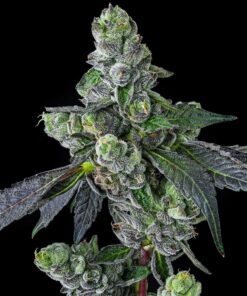 Goofiez² Feminized Cannabis Seeds