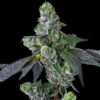 Goofiez² Feminized Cannabis Seeds