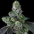 Goofiez² Feminized Cannabis Seeds