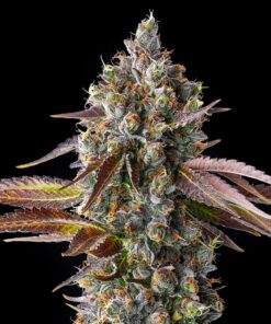 Pack of premium Strawberry Skrilla Feminized Cannabis Seeds