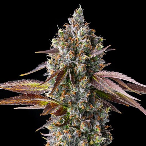 Pack of premium Strawberry Skrilla Feminized Cannabis Seeds