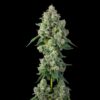 Inside Joke Feminized Cannabis Seeds