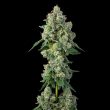 Inside Joke Feminized Cannabis Seeds