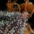 Strawberry Skrilla Feminized Cannabis Seeds