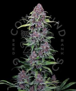 Premium NYC Vapor Feminized Cannabis Seeds