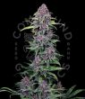 Buy NYC Vapor Feminized Cannabis Seeds