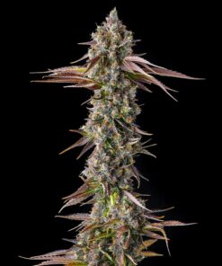 Strawberry Skrilla Feminized Cannabis Seeds by Compound Genetics