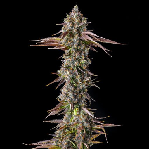 Strawberry Skrilla Feminized Cannabis Seeds by Compound Genetics