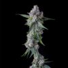 Trillianz Female Cannabis Seeds