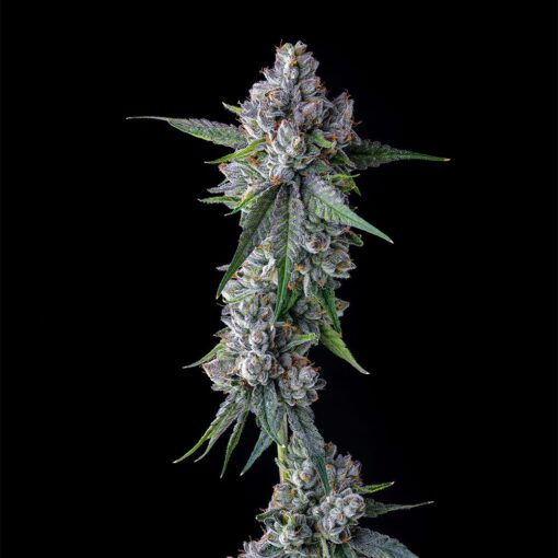 Trillianz Female Cannabis Seeds