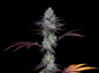 Wildcard Female Cannabis Seeds By Compound Genetics