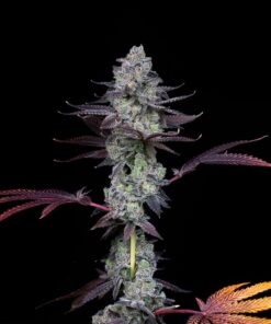 Wildcard Female Cannabis Seeds By Compound Genetics