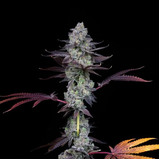 Wildcard Female Cannabis Seeds By Compound Genetics