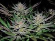 afgoo-afgooey-seeds-feminized