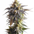 Afgoo aka Afgooey - Feminized Cannabis Seeds
