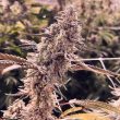animorph-mints-compound-genetics-cannabis-seeds-feminized