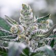 banana-punch-triploid-seeds-feminized-4
