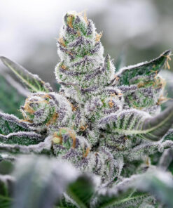 banana punch triploid seeds feminized