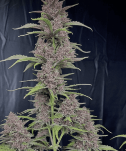 banana punch triploid seeds feminized